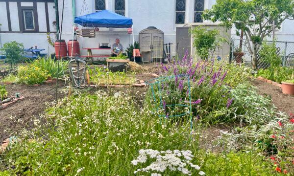 St. Luke's Episcopal Church's community garden, where homeless people can grow their own produce, is seen in Long Beach, Calif., on May 13, 2023. (Carol Cassis/The Epoch Times)
