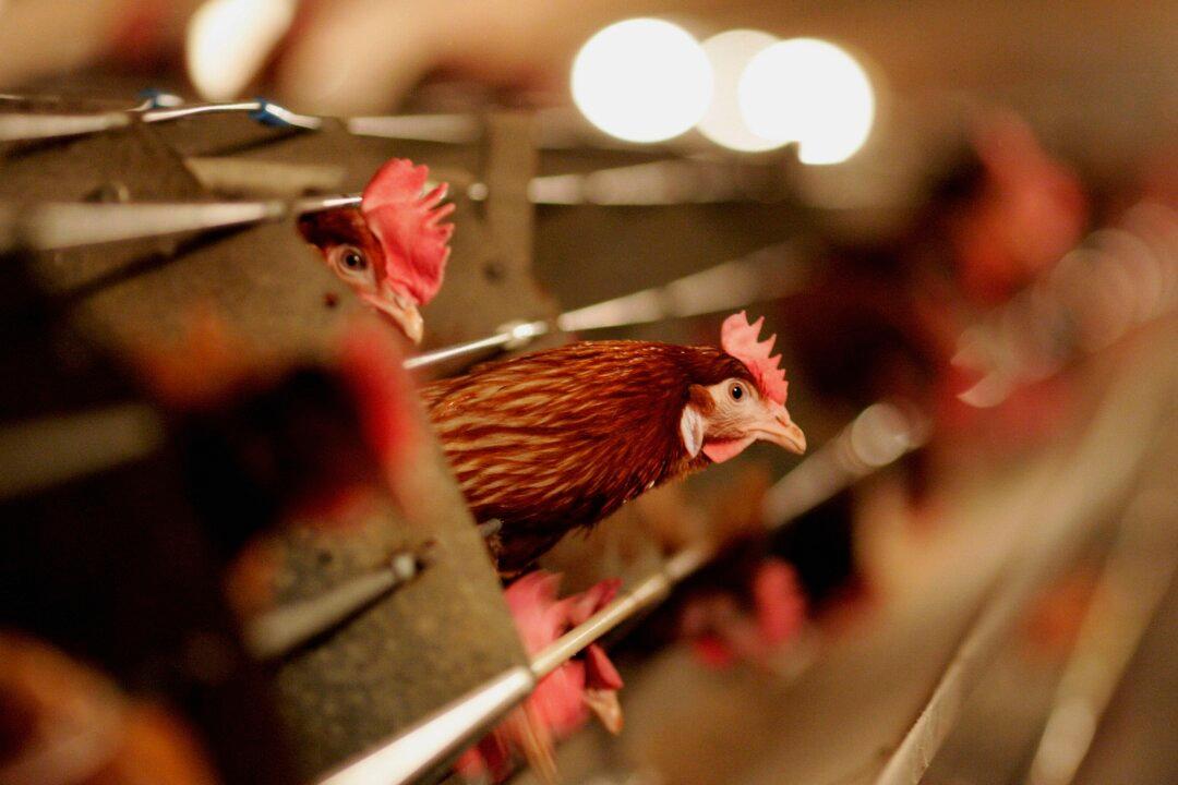 Bird Flu Survived Pasteurization in Laboratory Tests: Study
