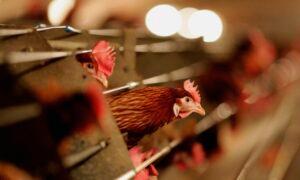 Bird Flu Survived Pasteurization in Laboratory Tests: Study