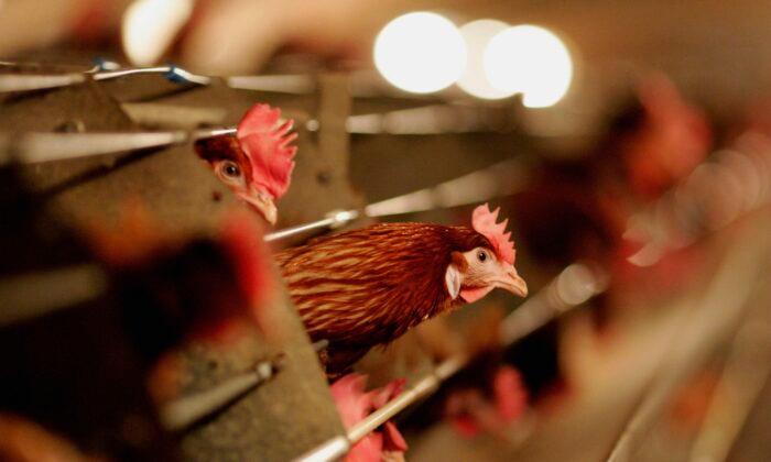 Bird Flu Detected in 2 Poultry Workers in the UK; No Transmission Between People