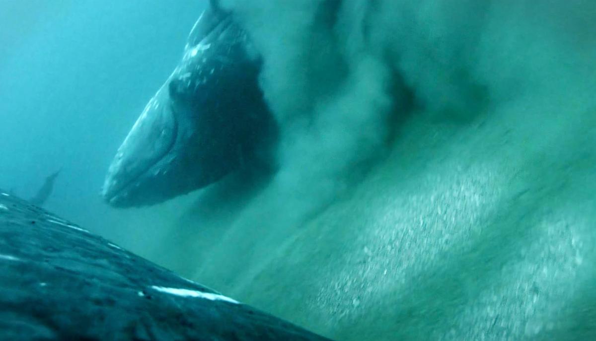 Undersea footage shows first-ever footage of humpback whales getting a "full body scrub" on the ocean floor of Queensland’s Gold Coast Bay, Australia. (Courtesy of Griffith University marine researcher Dr Olaf Meynecke)