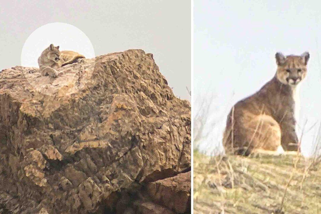 ‘It’s So Rare’: Utah Woman Encounters Young Mountain Lion on a Hike and It Takes Her Breath Away