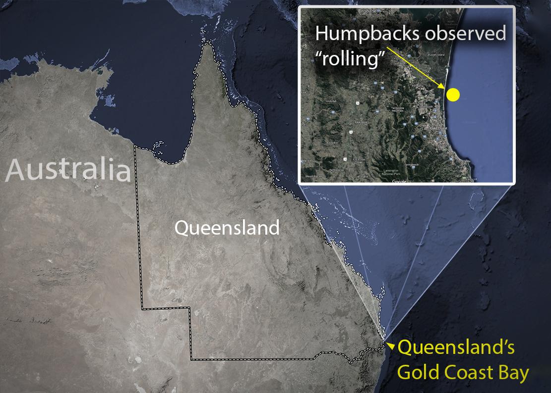 Humpback whales were observed "rolling" on the ocean floor in Queensland’s Gold Coast Bay, Australia. (Yarr65/Shutterstock; Inset: Screenshot/<a href="https://www.terrametrics.com/">Copyright TerraMetrics, LLC</a>; <a href="https://www.google.com/maps/@-27.8895742,153.6767962,103655m/data=!3m1!1e3">Google Maps</a>)