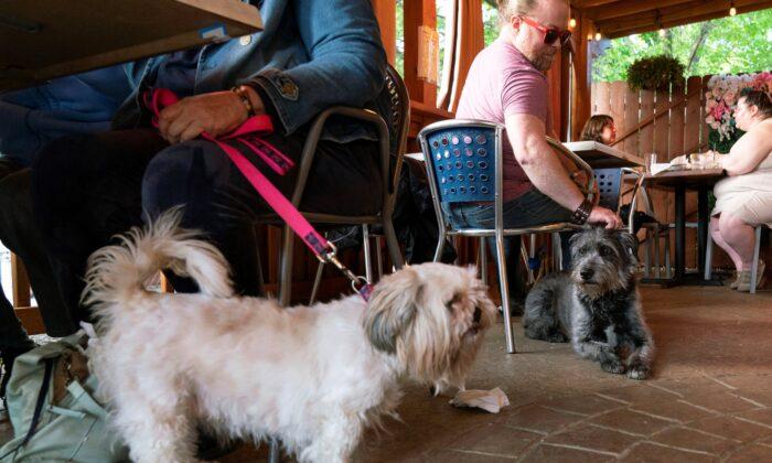 More Dogs Could Show up in Outdoor Dining Spaces—Not Everyone Is Happy About It