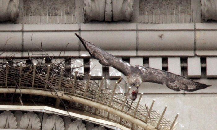 Pale Male, Red-Tailed Hawk Who Nested Above NYC’s Fifth Avenue for 30 Years, Dies at 33