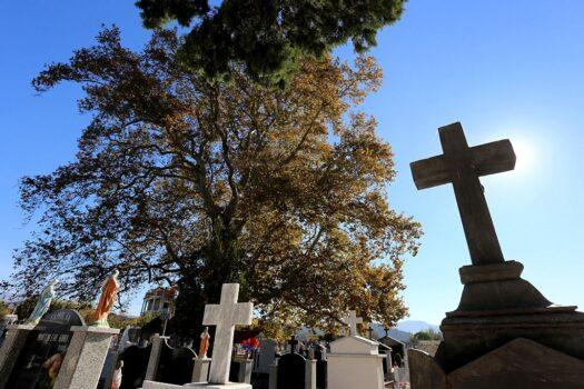 This photo taken in Shkoder on Nov. 1, 2016, shows the plane tree in the Rrmaj cemetery, where it is believed that some of 38 martyrs of the catholic church were executed by Albania's communist regime. They were tortured to death—strung up by their feet, shot, and thrown into quicksand. On Nov. 5, 2016, Albanian Catholics celebrated the beatification of these believers. (Gent Shkullaku/AFP via Getty Images)