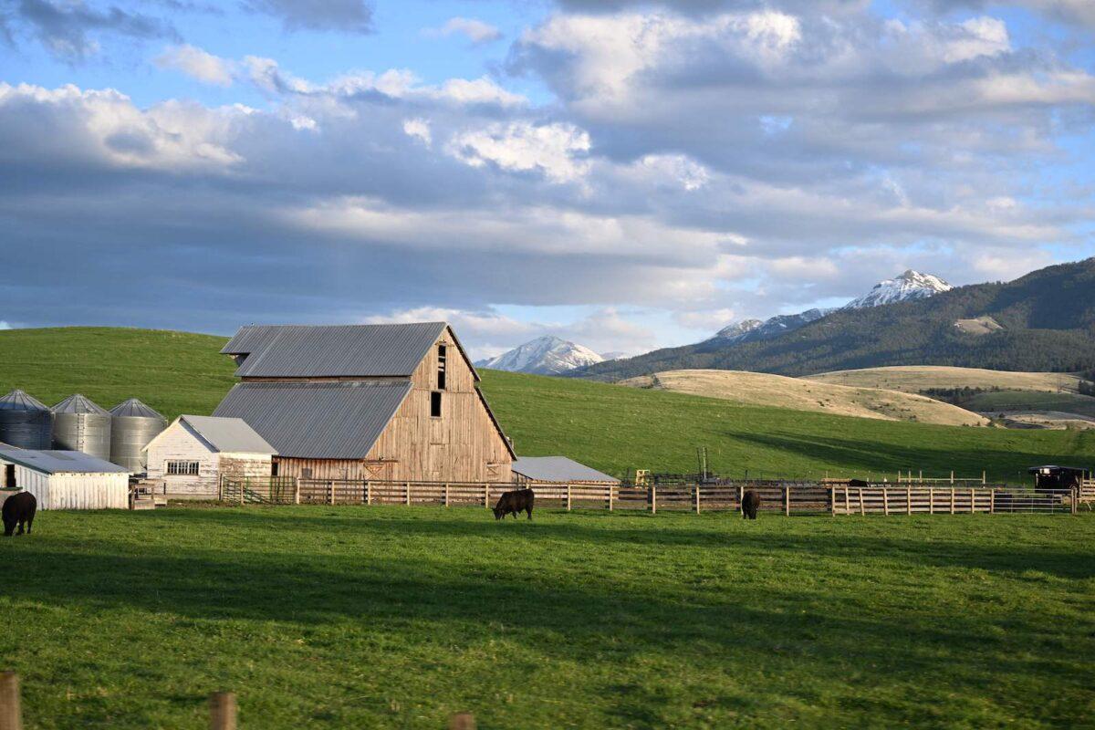 Afternoon light falls on rural landscapes in Wallowa County of eastern Oregon on May 11, 2023. (Robyn Beck/AFP via Getty Images)