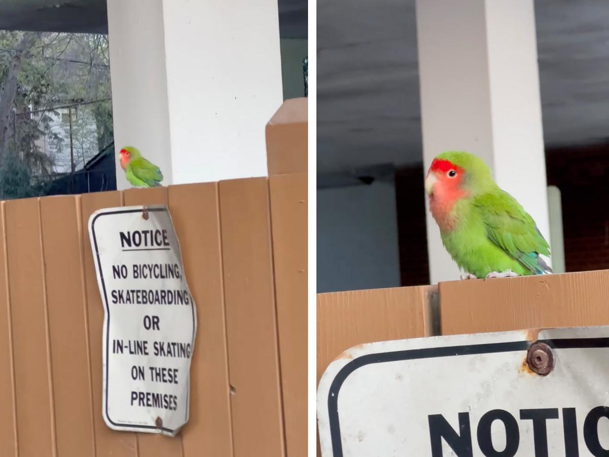 Sultana Patwary films herself finding a lost parrot on a fence and then rescuing it. (Screenshot/Newsflare)