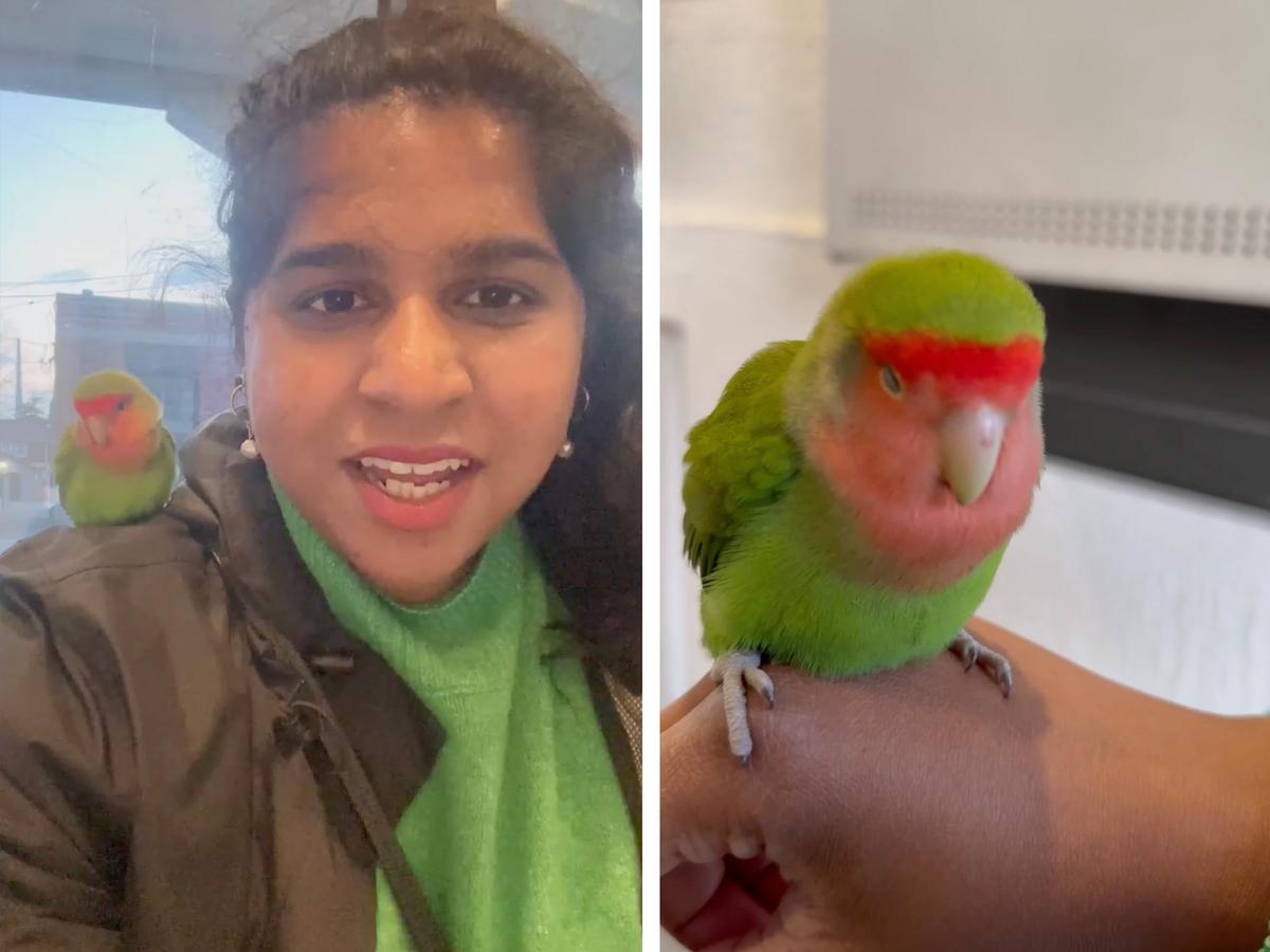 Sultana Patwary notes in her video that they are both "wearing" matching outfits, and that might have provided the love bird with some comfort amid his distress. (Screenshot/Newsflare)