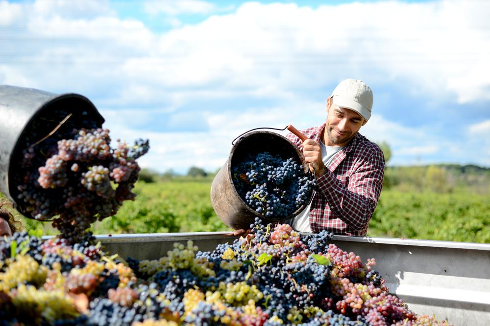 Operating a vineyard is a full-time occupation requiring extensive knowledge, but not all winemakers grow their own grapes, with some opting instead to purchase them after the harvest. (JP WALLET/Shutterstock)