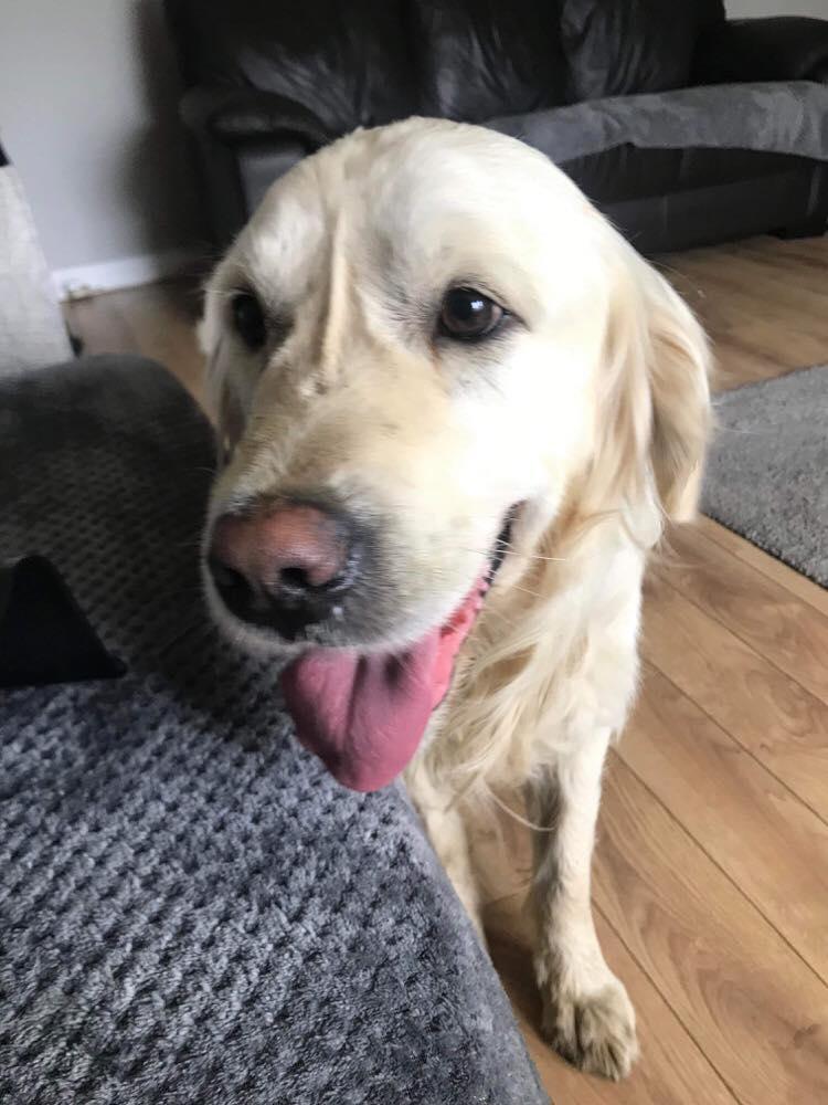 After nearly one month, Cooper is back home with his new owner Nigel Fleming. (Courtesy of <a href="https://www.facebook.com/lostpawsNI">Lost Paws NI</a>)