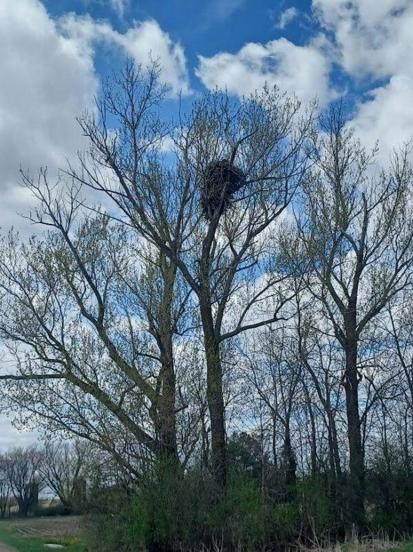 An eagle's nest found in a Central Wisconsin township in 2023. (Courtesy of Tom Wilcox)