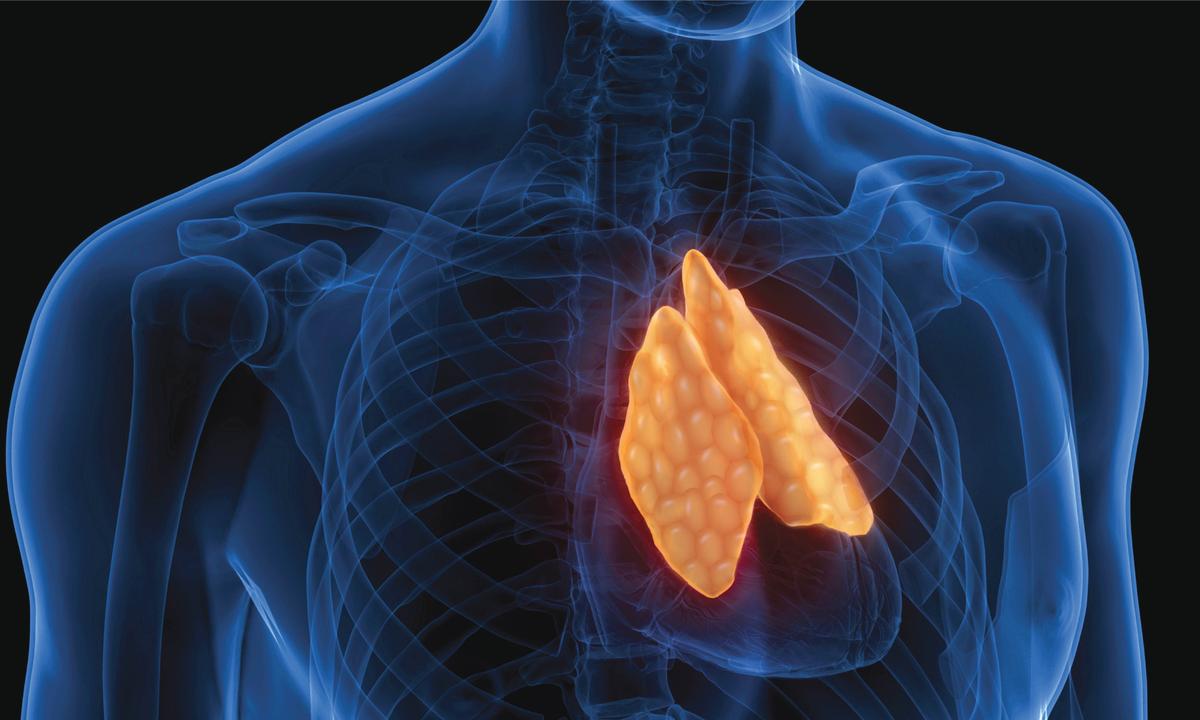 Protecting Our Thymus: An Organ That Can Regenerate With Surprising Benefits