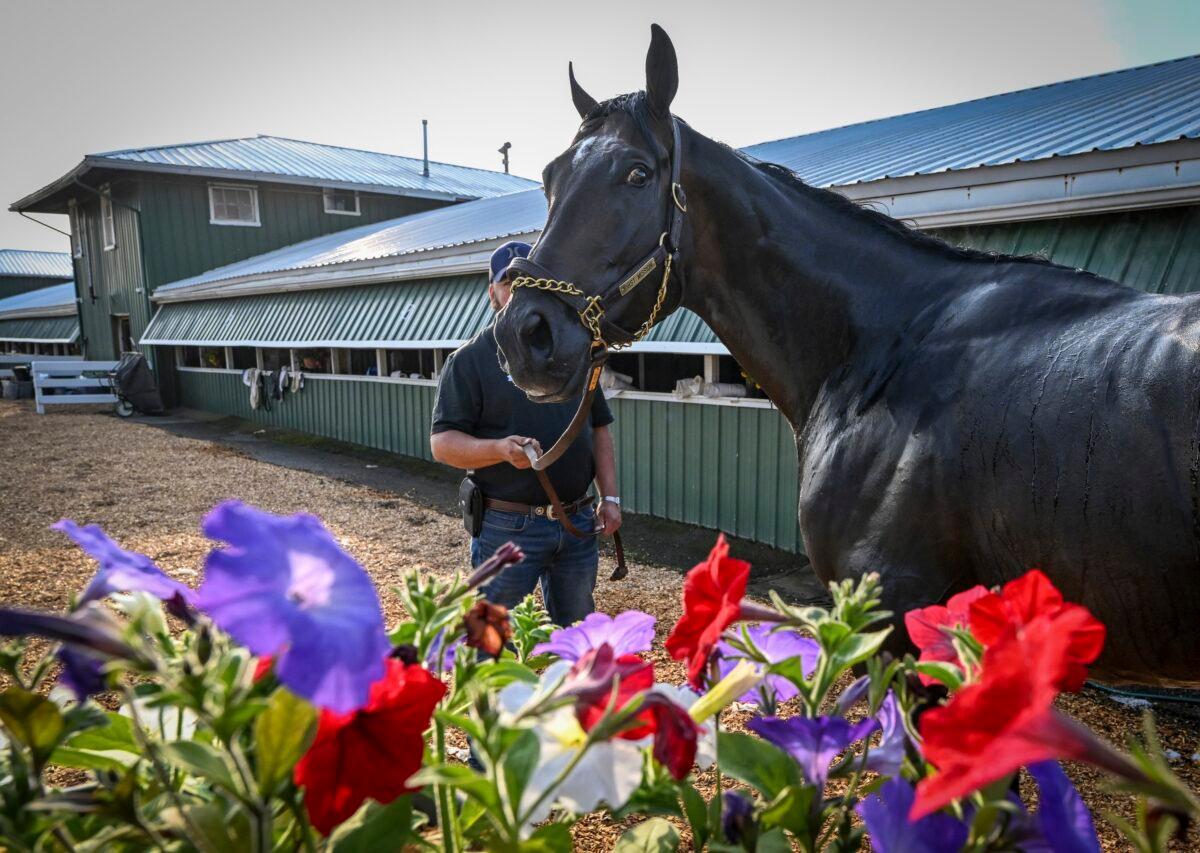 Preakness contender First Mission is groomed after working out on the Pimlico track in Baltimore on May 16, 2023. (Jerry Jackson/The Baltimore Sun via AP)