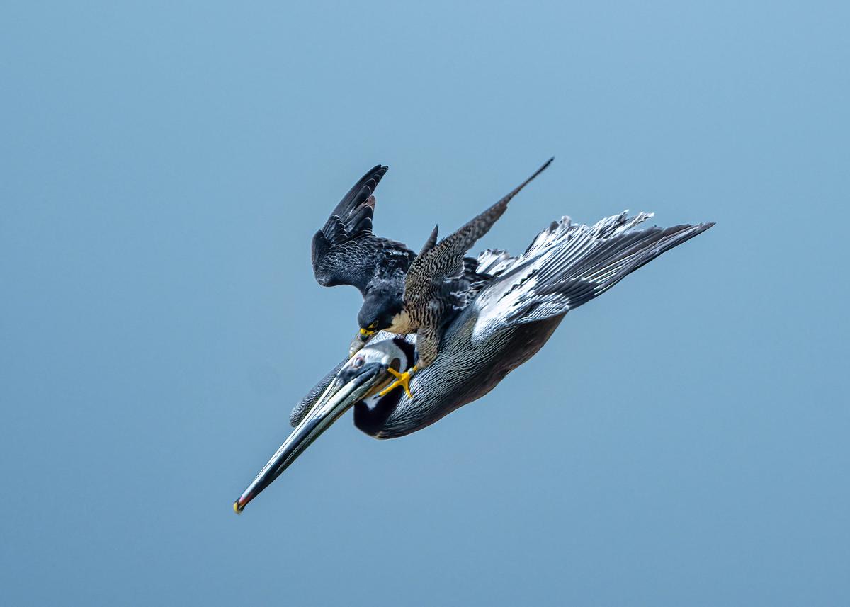 A peregrine falcon moves aggressively against a brown pelican that came too close to its nest in Torrey Pine State Beach in San Diego in April. (SWNS)