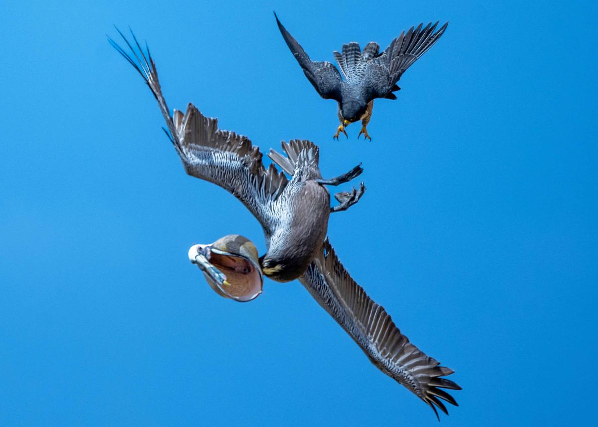 The peregrine falcon eventually releases its grip as the brown pelican attempts to evade the protective avian. (SWNS)