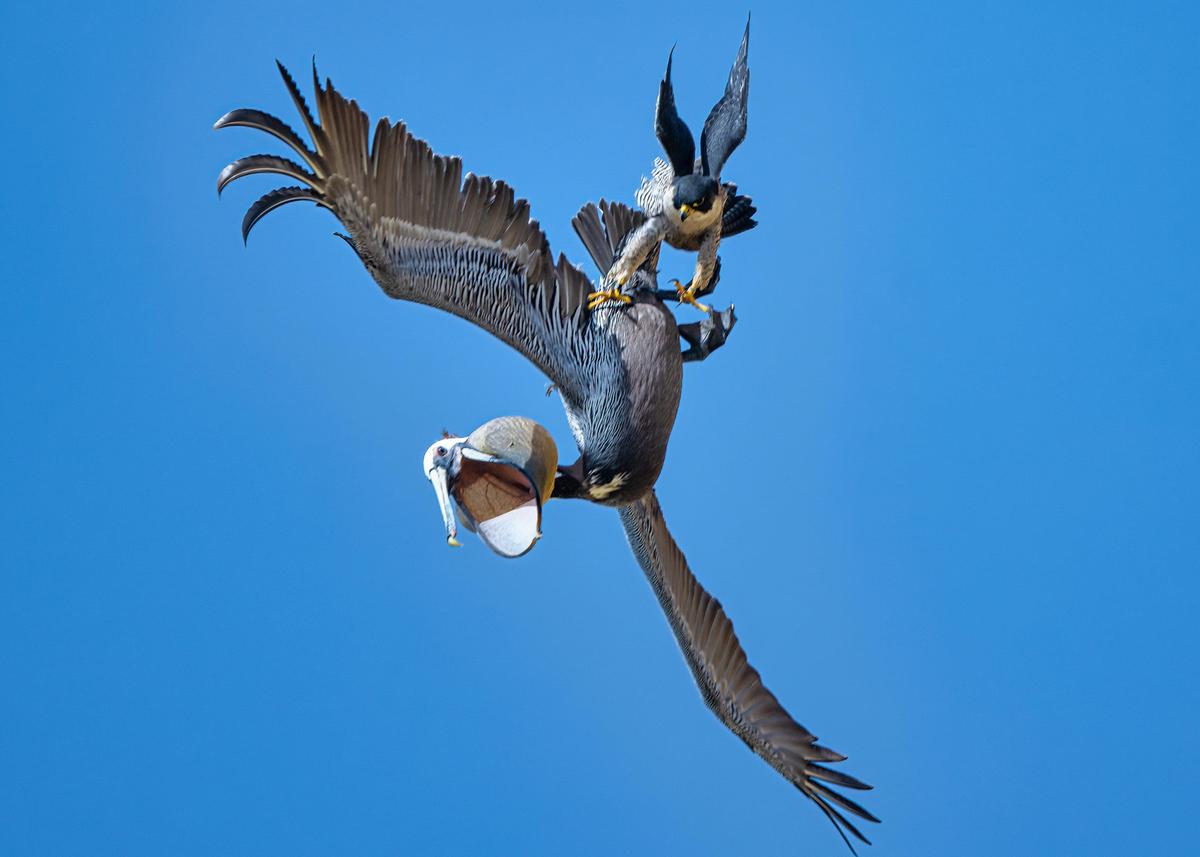 The brown pelican is rewarded for the trouble of getting too close to the nest of a peregrine falcon. (SWNS)