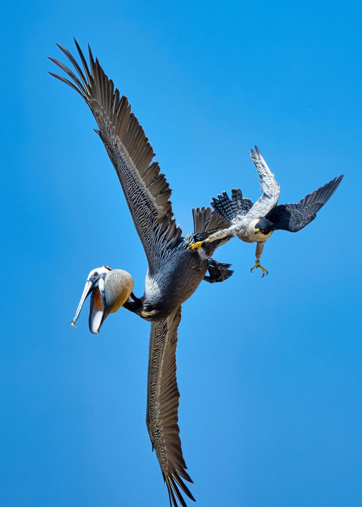 The peregrine falcon grasps the brown pelican with its razor-sharp talons. (SWNS)