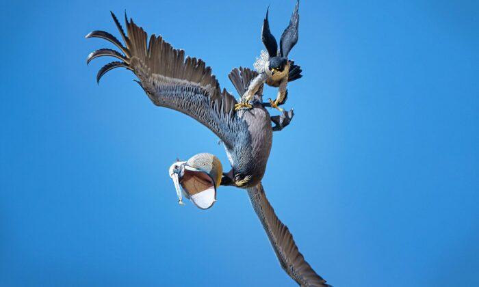 PHOTOS: Bird Photographer Captures Peregrine Falcon Protecting Nest From Pelicans Flying Too Close