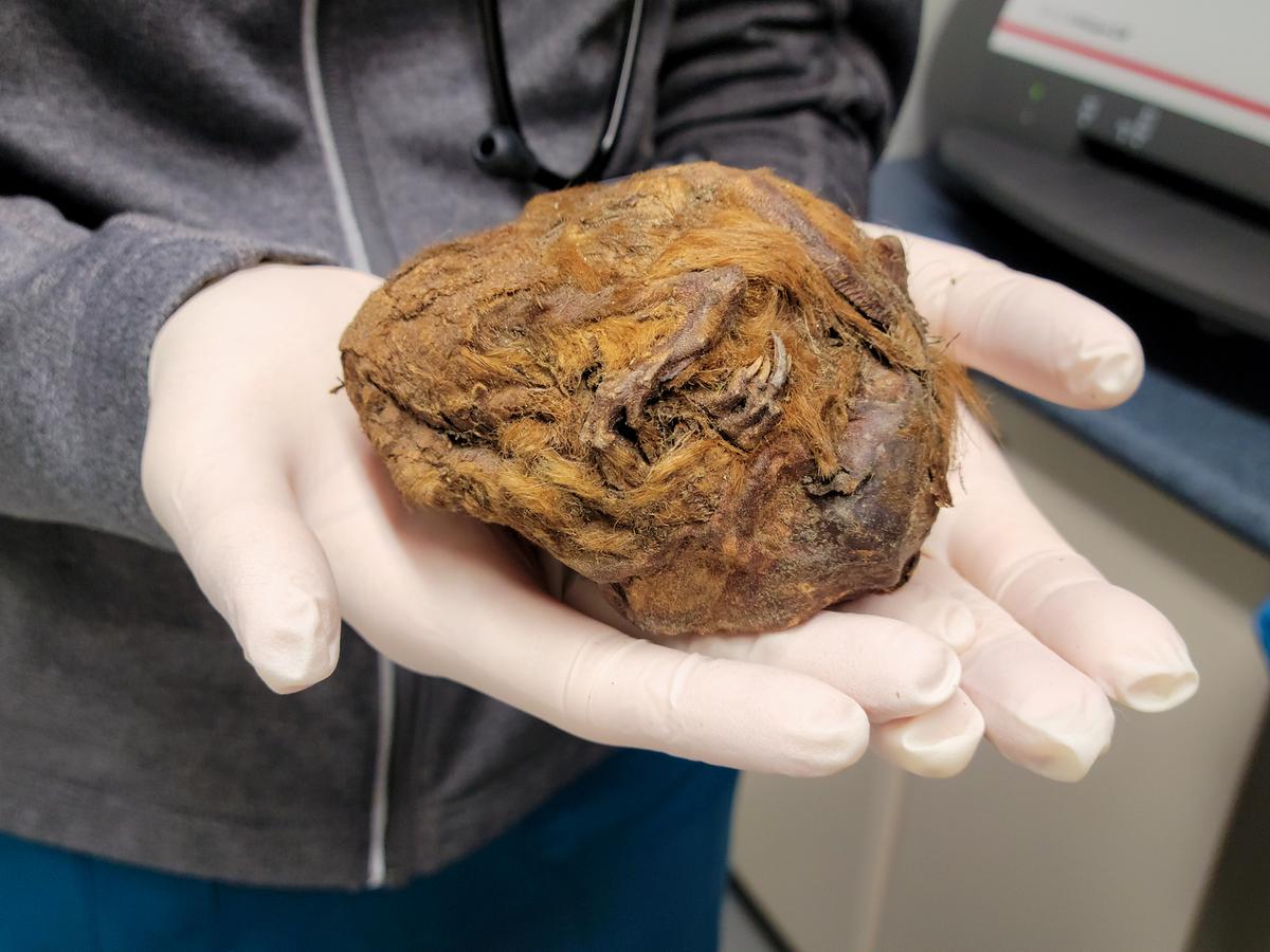 A veterinarian holds up the perfectly preserved remains of a 30,000-year-old Arctic squirrel. (Courtesy of Government of Yukon)