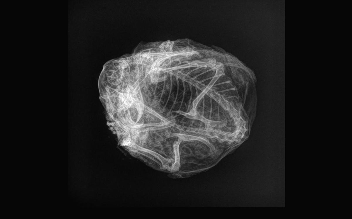 An X-ray film shows the remains of an arctic ground squirrel that was found in permafrost in 2018. (Courtesy of Government of Yukon)