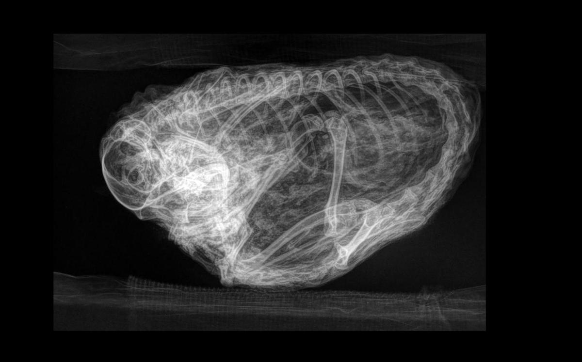 A second X-ray film showing the remains of an arctic ground squirrel preserved from the Ice Age. (Courtesy of Government of Yukon)