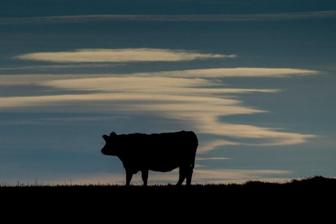 Mad Cow Disease Case Detected in the US