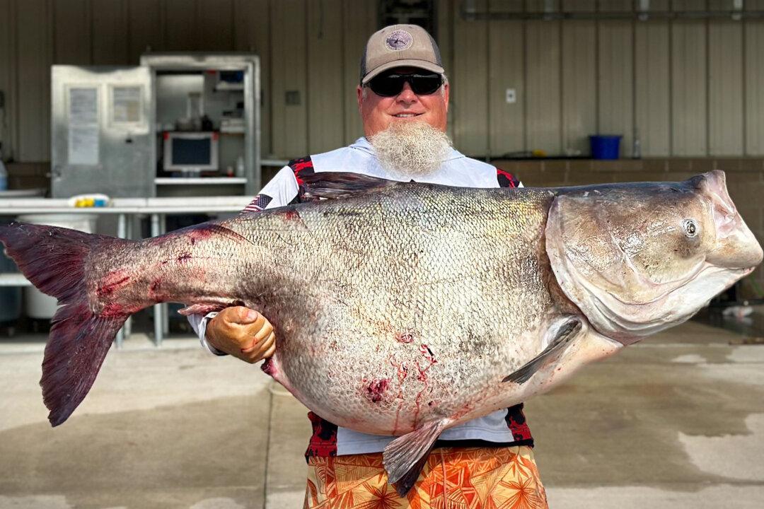Holy Carp! Oklahoma Angler Reels in Huge ‘Nuisance’ Bighead Weighing 118 Pounds for State Record