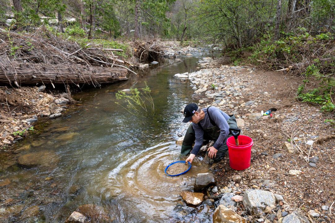 Modern-Day Prospectors Take Notice as Raging California Rivers Replenish Historic Gold Rush Spots