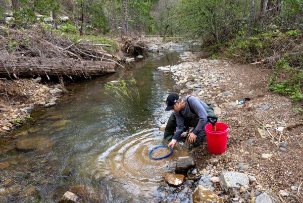 Kevin Bell, California director of Gold Prospectors of America, pans for gold in Moore Creek near Buck Meadows, Calif., on May 9, 2023. (Karl Mondon/Bay Area News Group/TNS)