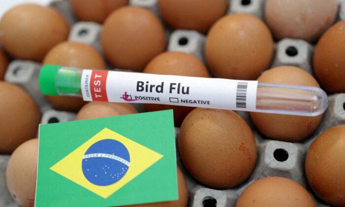 Brazil Declares 180-Day Animal Health Emergency Amid Avian Flu Cases in Wild Birds