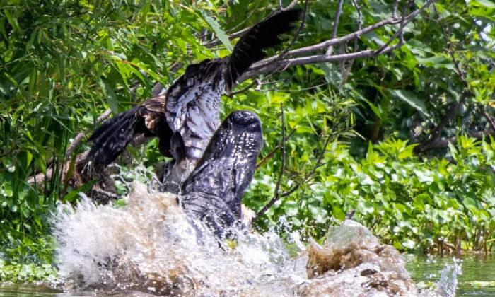 Bald Eagle Narrowly Escapes the Jaws of an Alligator, 'Nearly Not Seeing Its Next Birthday'