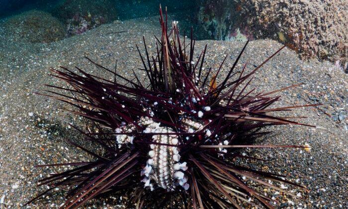 A dying Diadema setosum urchin, in an undated photo. (Courtesy of Tel Aviv University)