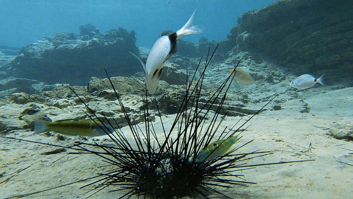 Coral Reef Crisis: Deadly Epidemic Wipes Out Black Sea Urchins in Red Sea