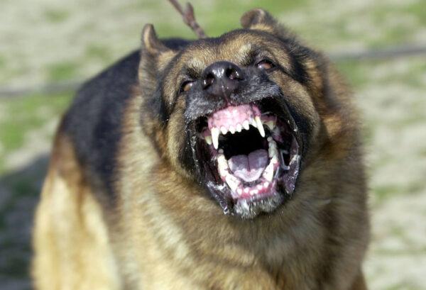 A German Shepard bares its teeth during Schutzhund attack dog training at Witmer-Tyson Imports in Newark, Calif., on February 14, 2002. (Justin Sullivan/Getty Images)