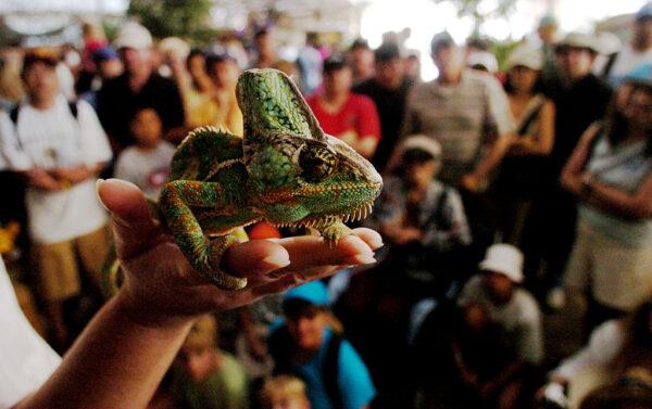 DEL MAR, CA - JUNE 29: A Chameleon is shown to an audience during a reptile show at the San Diego County Fair in Del Mar, Calif., on June 29, 2005. (Sandy Huffaker/Getty Images)