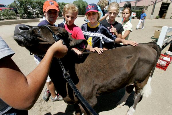 Fair-goers pet a cow during the San Diego County Fair in Del Mar, Calif., on June 29, 2005. (Sandy Huffaker/Getty Images)