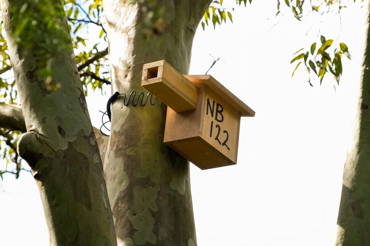 Wooden boxes have been placed in suitable trees with a wire that expands as the tree grows to protect the trunks. They range in size to cater to different species and have entrances that protect them while they are inside. (Supplied by the City of Sydney)