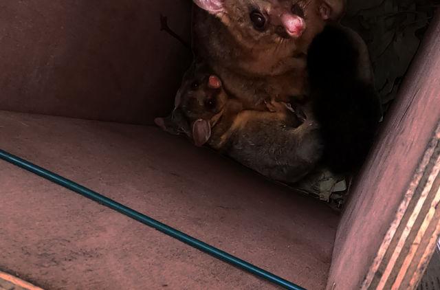 Brushtail possum and baby. (Supplied by the City of Sydney)