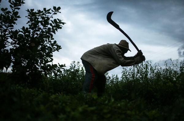 Former slave Francisco Rodrigues dos Santos demonstrates how he clears brush with his sickle on a piece of land in Monsenhor Gil, Brazil, on April 8, 2015. (Mario Tama/Getty Images)