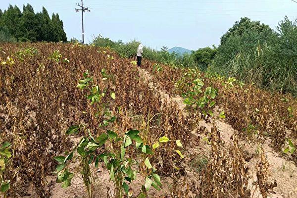 Sichuan Soybean Farmers Have Zero Harvest From Authorities’ Seeds