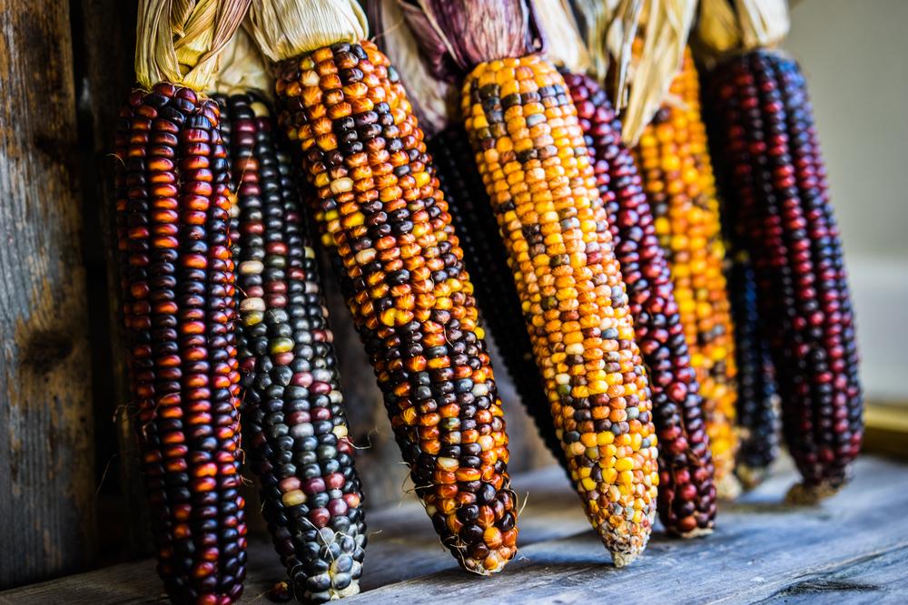 Grow your own decor with colorful flint corn.(Alena Haurylik/Shutterstock)