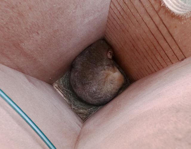 Ringtail possum taking a nap. (Supplied by the City of Sydney)