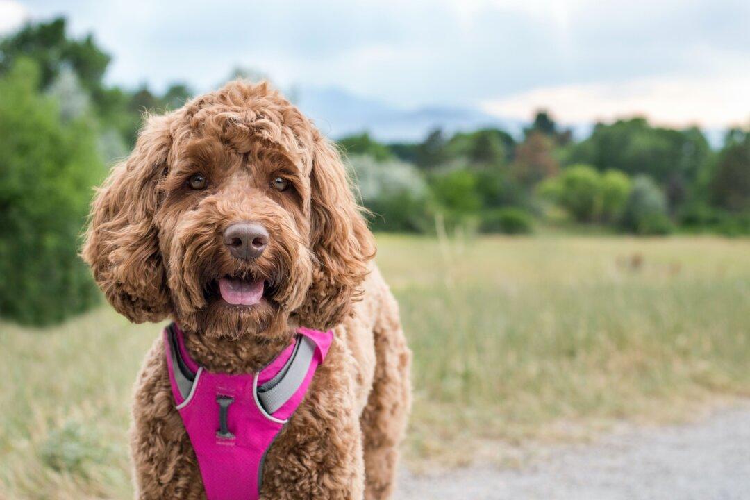 Veterinarian Recommends a Harness for Walking Dogs