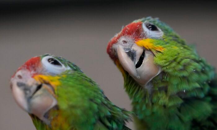 Chirping Sounds Lead Airport Officials to Bag Filled With Smuggled Parrot Eggs