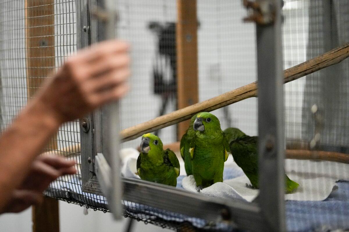 Young yellow-naped Amazon parrots trafficked from Central America sit inside their cage at the Rare Species Conservatory Foundation in Loxahatchee, Fla., on May 19, 2023. (Rebecca Blackwell/AP Photo)