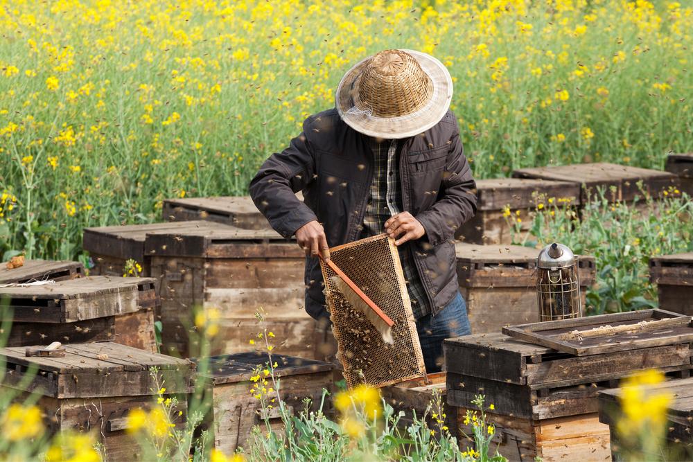 Protective clothing is a must while harvesting honey, as bees can become aggressive during this process. (apple2499/Shutterstock)