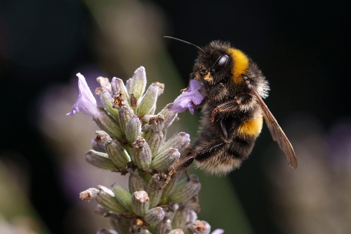 A white-tailed bumblebee collects nectar to take back to the hive to be converted into the honey the colony uses as food. (Christopher Furlong/Getty Images)