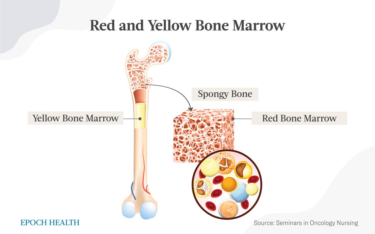 Red and yellow bone marrow. (Designua/Shutterstock)