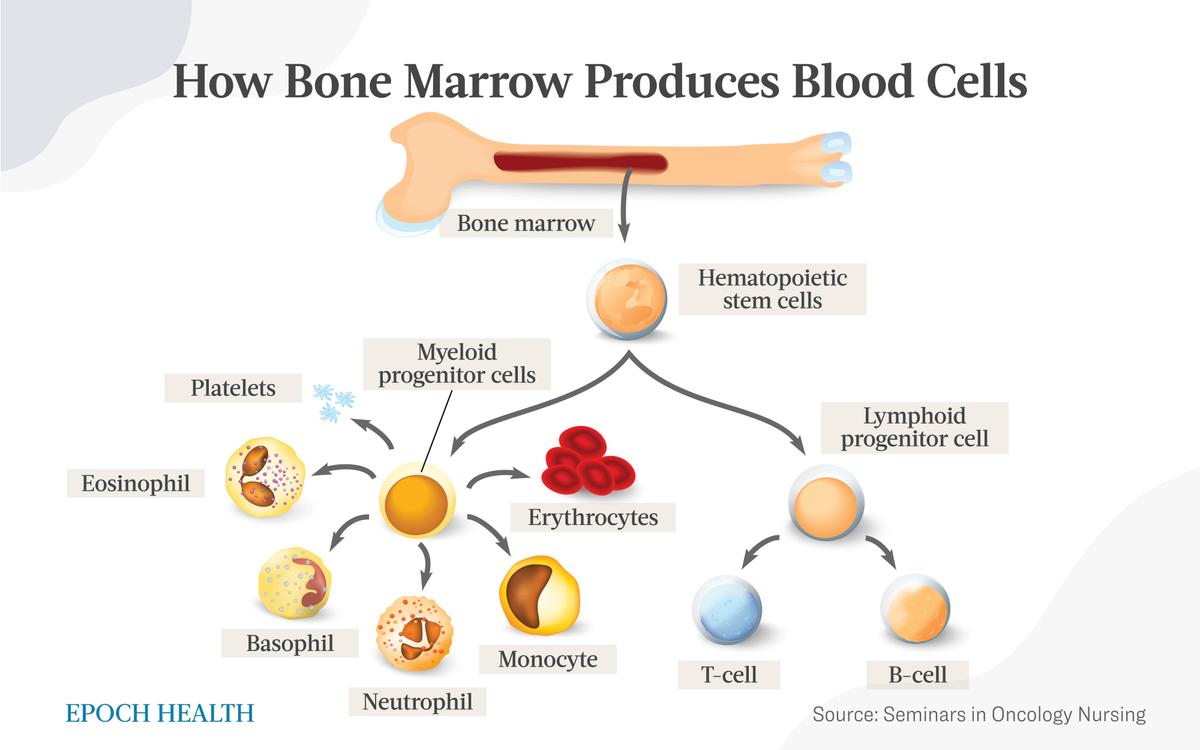Bone marrow produces blood cells in a process of differentiation. The larger myeloid lineage forms most of the white blood cells. The smaller lymphoid lineage gives rise to T and B lymphocytes. (Designua/Shutterstock)
